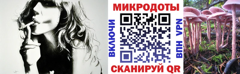 магазин продажи   mega   Псилоцибиновые грибы мицелий  Сусуман 